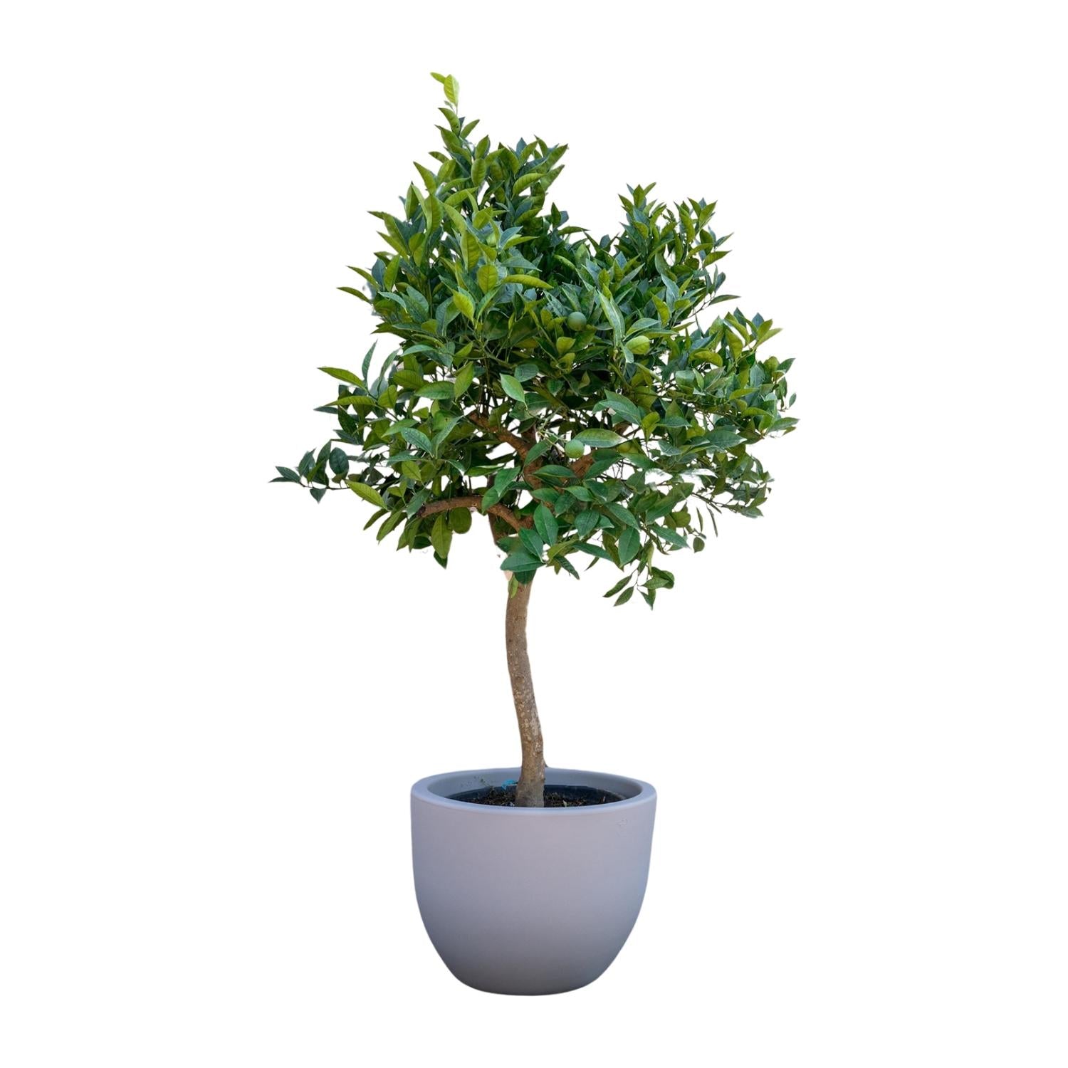 Sinaasappelboom - 200 cm