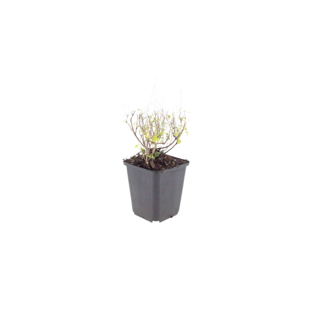 Bergsteentijm - set van 6 – voor tuin & terras