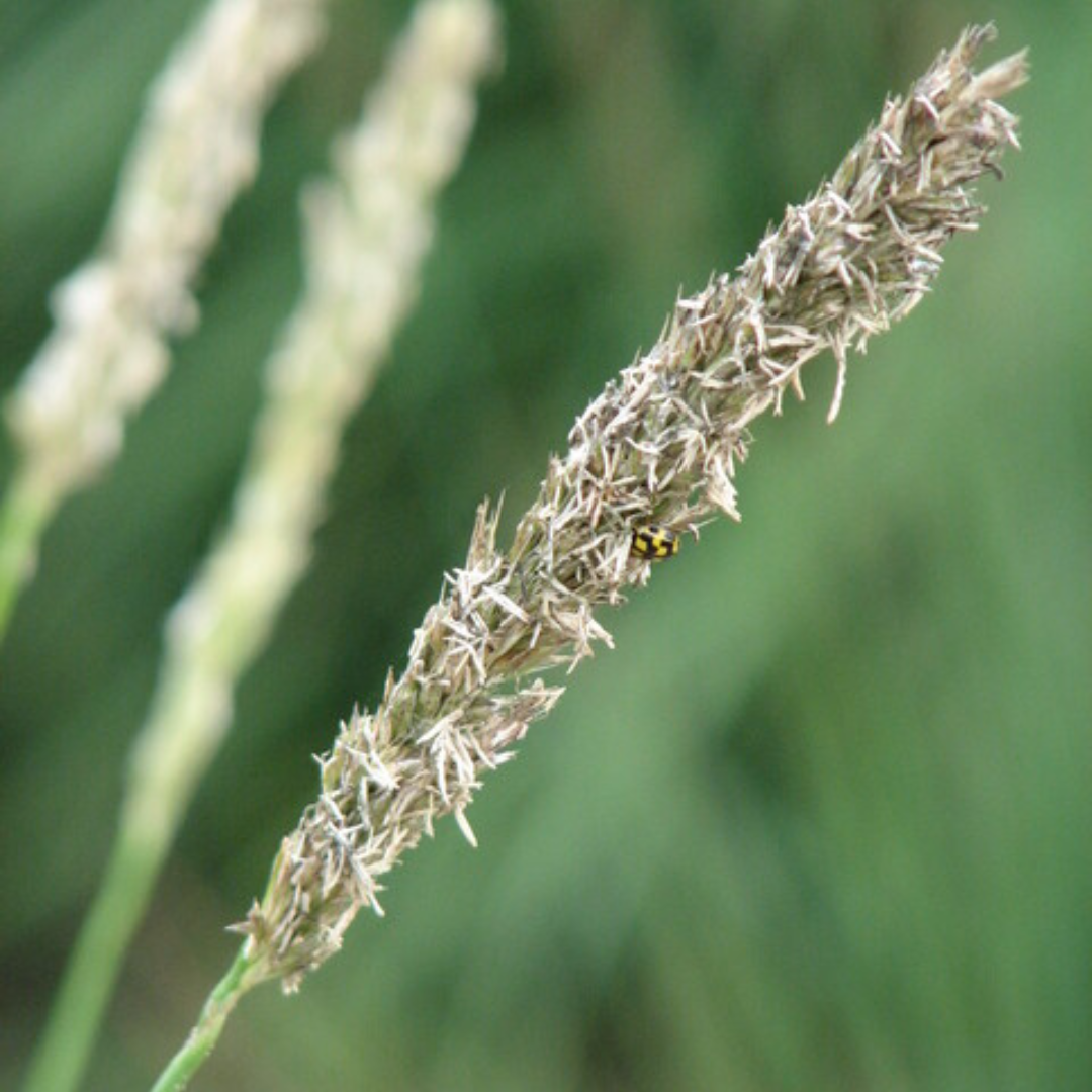 Herfst-blauwgras (Sesleria autumnalis)