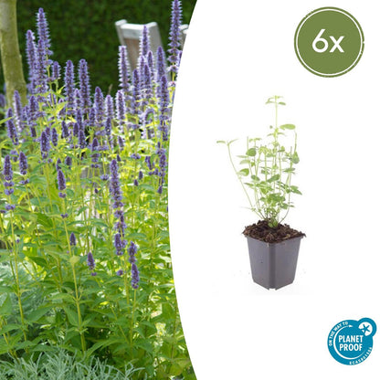 Dropplant 'Black Adder' - set van 6 – voor tuin & terras