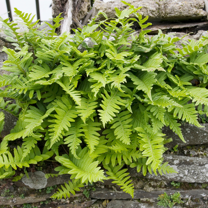 Eikvaren (Polypodium vulgare) - set van 6 – voor tuin & terras