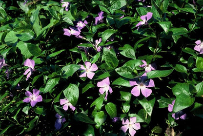 Grote maagdenpalm (Vinca major) - set van 6 – voor tuin & terras