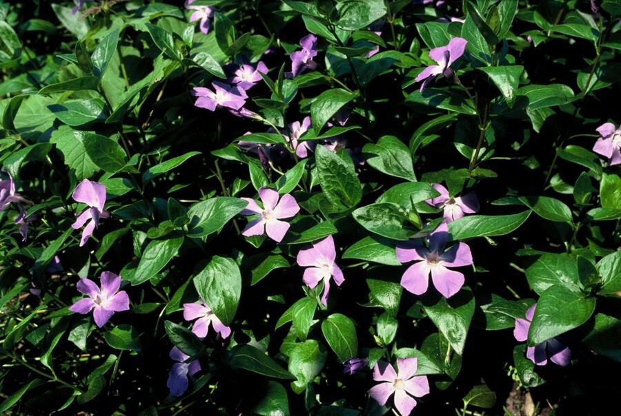 Grote maagdenpalm (Vinca major) - set van 6 – voor tuin & terras