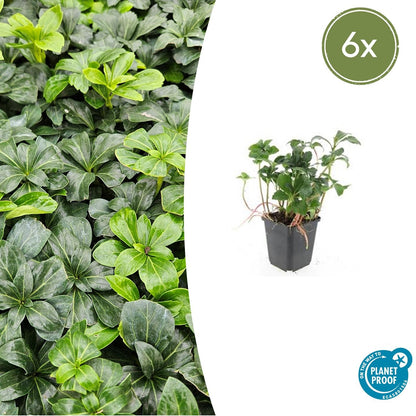 Schaduwkruid 'Green Sheen' - set van 6 – voor tuin & terras