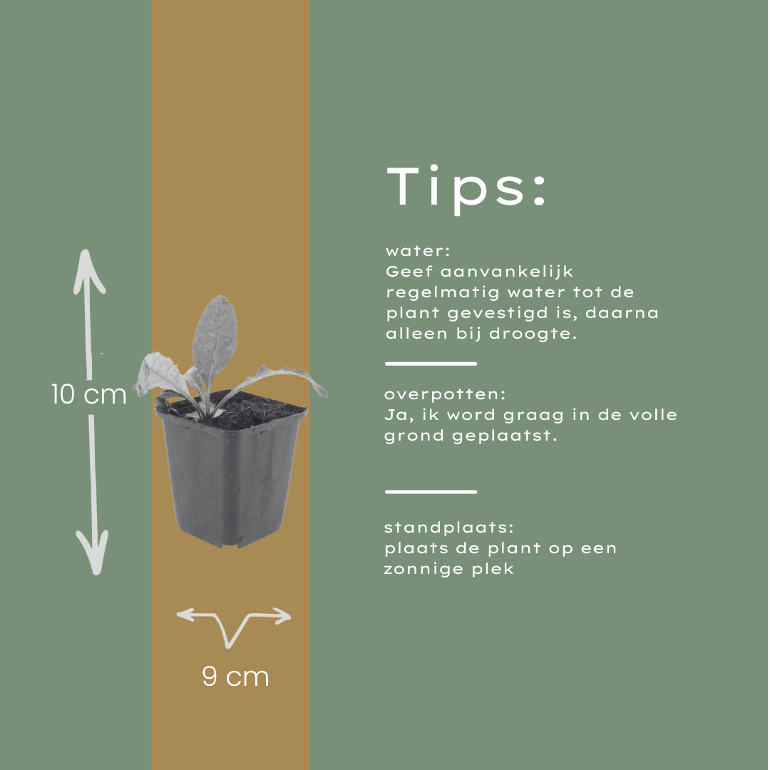 Kogeldistel - set van 6 – voor tuin & terras