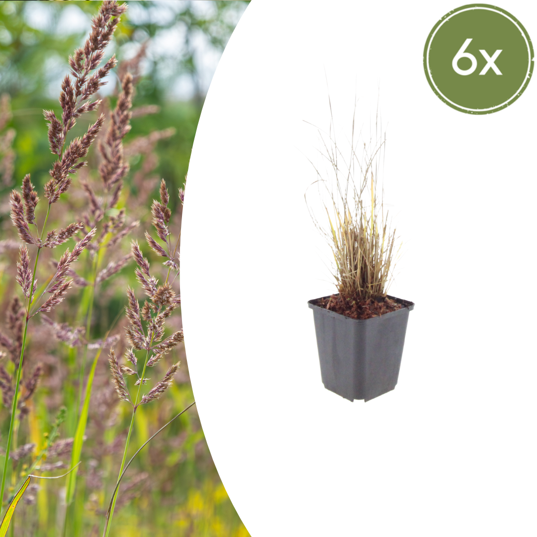 Diamantgras - set van 6 – voor tuin & terras
