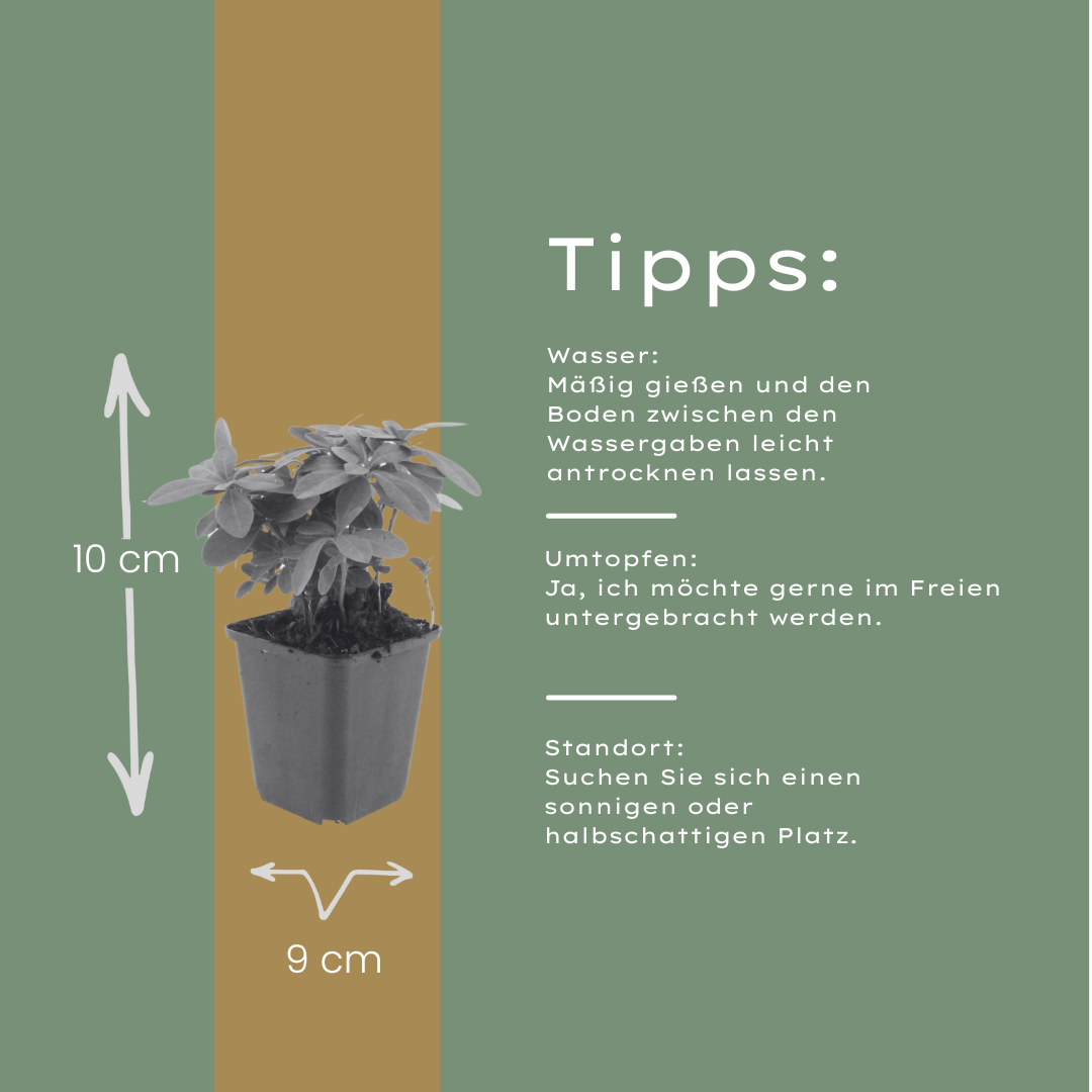 Wolfsmelk (Euphorbia amygdaloides robbiae) - set van 6 – voor tuin & terras