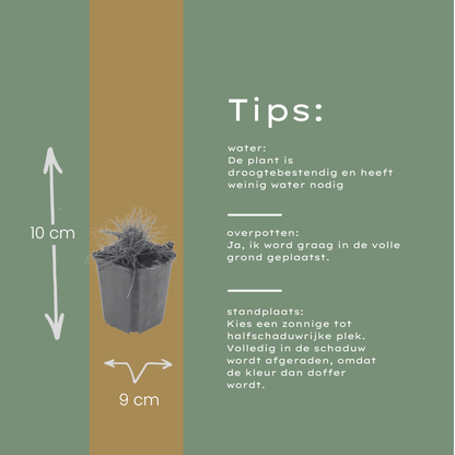 Zwenkgras (Festuca gautieri) - set van 6 – voor tuin & terras