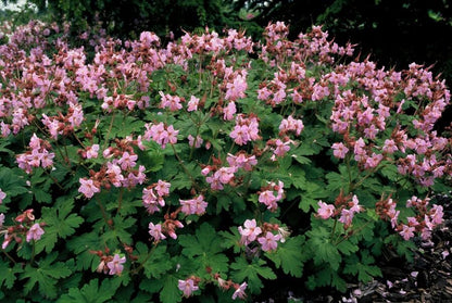 Ooievaarsbek 'Ingwersen's Variety' - set van 6 – voor tuin & terras