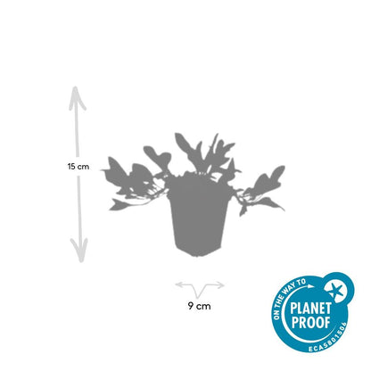Duizendknoop 'Darjeeling Red' - set van 6 – voor tuin & terras
