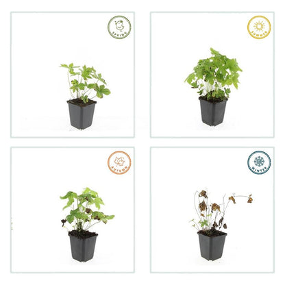 Ooievaarsbek (Geranium nodosum) - set van 6 – voor tuin & terras