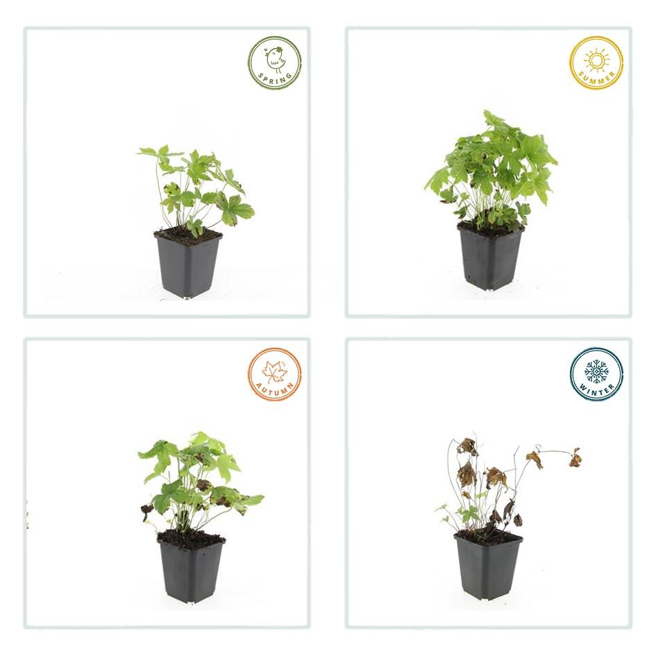 Ooievaarsbek (Geranium nodosum) - set van 6 – voor tuin & terras