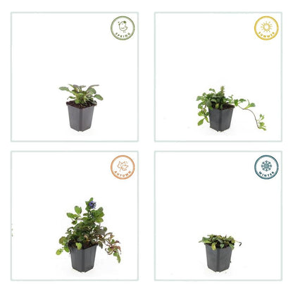 Kruipend zenegroen 'Catlin's Giant' - set van 6 – voor tuin & terras