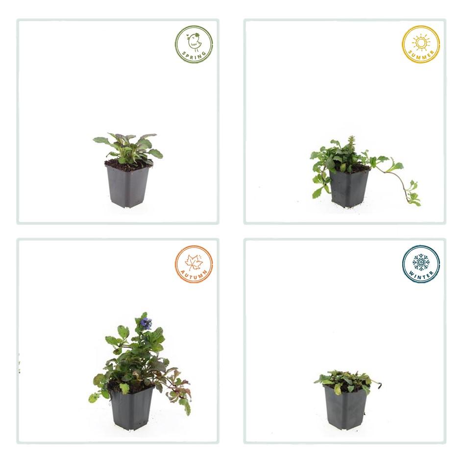 Kruipend zenegroen 'Catlin's Giant' - set van 6 – voor tuin & terras