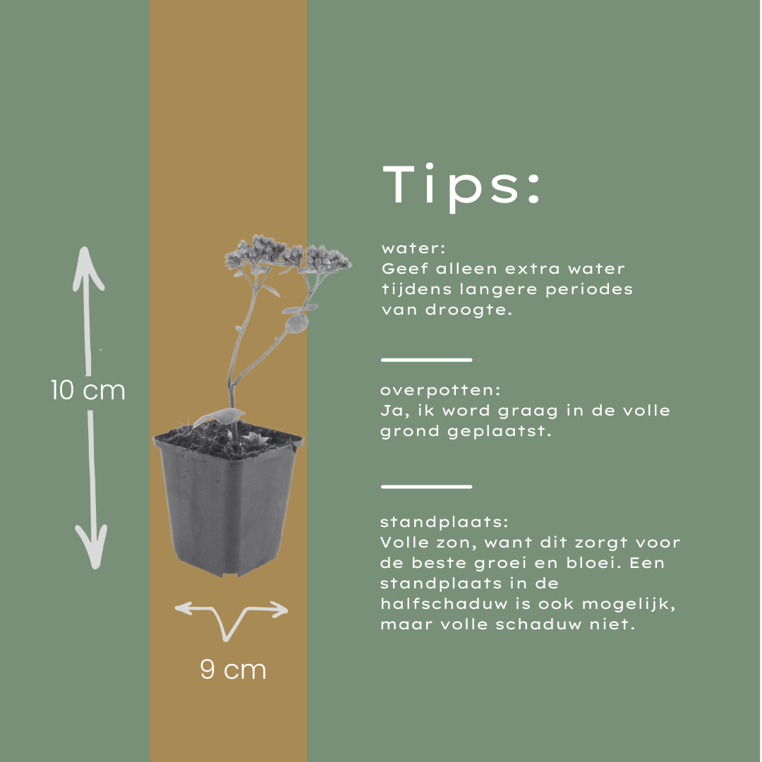 Hemelsleutel 'Matrona' - set van 6 – voor tuin & terras