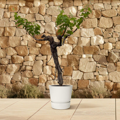 Druivenboom - 200 cm
