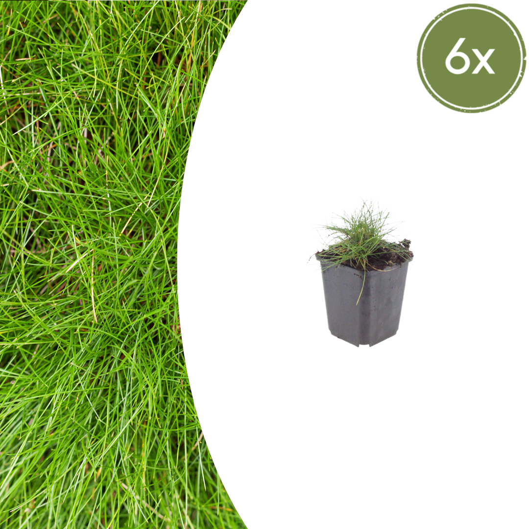 Zwenkgras (Festuca gautieri) - set van 6 – voor tuin & terras