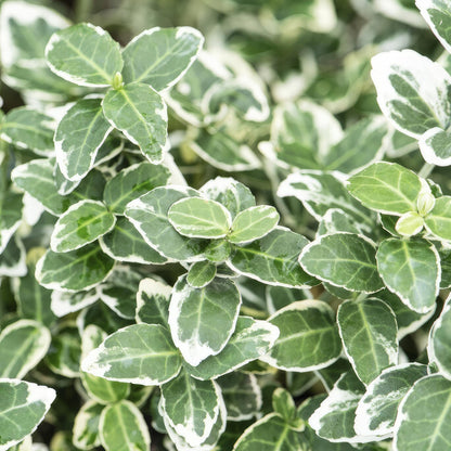 Kardinaalsmuts 'Emerald Gaiety' - set van 6 – voor tuin & terras