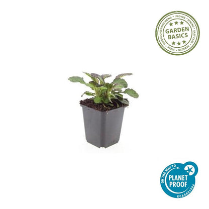 Kruipend zenegroen 'Catlin's Giant' - set van 6 – voor tuin & terras