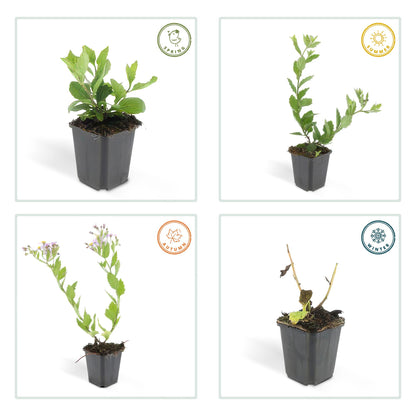 Herfstaster 'Asran' - set van 6 – voor tuin & terras