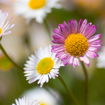 Mexicaans madeliefje (Erigeron) - set van 12 – voor tuin & terras