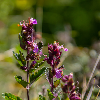 Gamander (Teucrium lucidrys) - set van 6 – voor tuin & terras