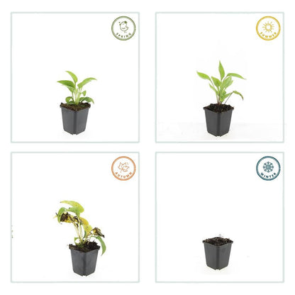 Zonnehoed 'White Swan' - set van 6 – voor tuin & terras