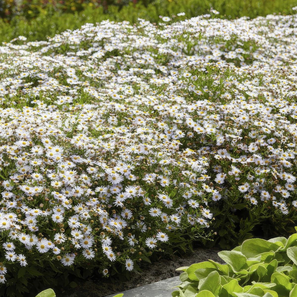 Herfstaster 'Ashvi' - set van 6 – voor tuin & terras