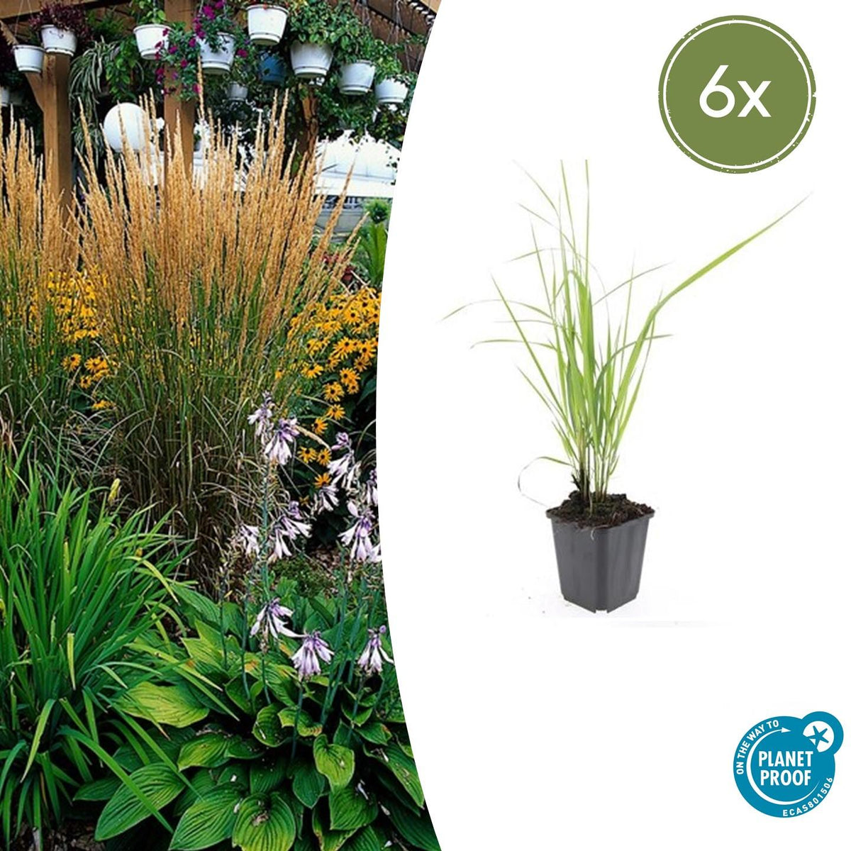 Struisriet 'Karl Foerster' - set van 6 – voor tuin & terras