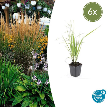 Struisriet 'Karl Foerster' - set van 6 – voor tuin & terras