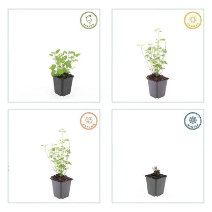 Dropplant 'Black Adder' - set van 6 – voor tuin & terras