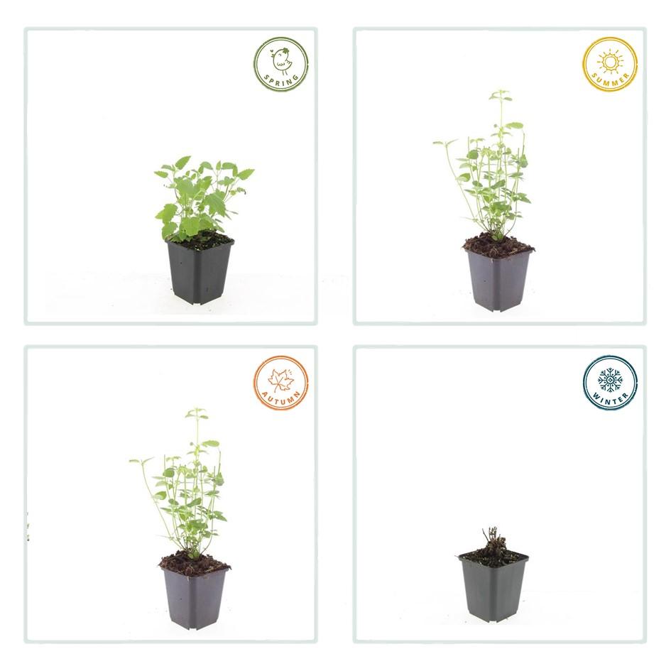 Dropplant 'Black Adder' - set van 6 – voor tuin & terras