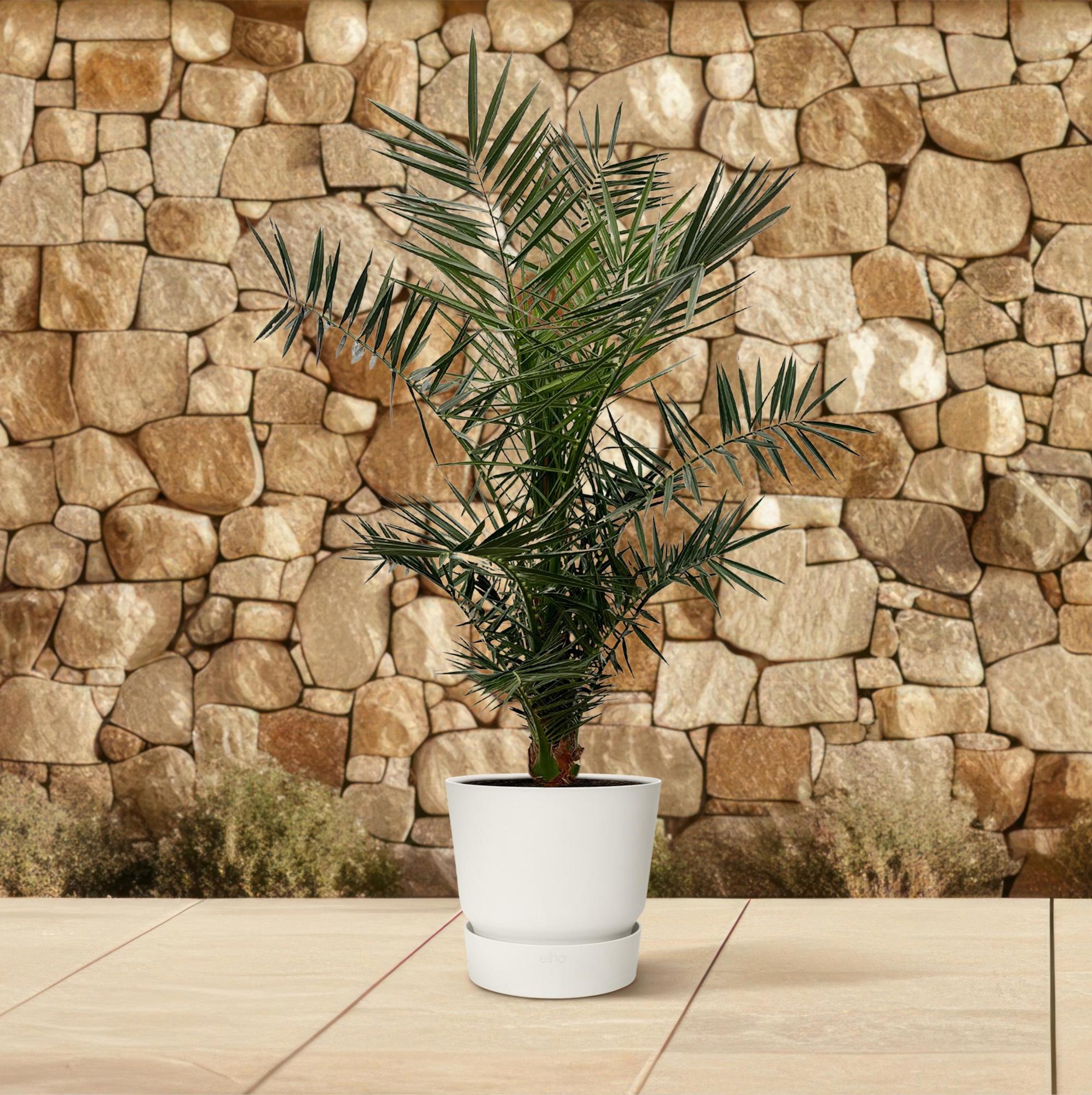 Dadelpalm Phoenix