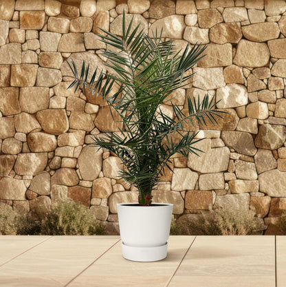 Dadelpalm Phoenix
