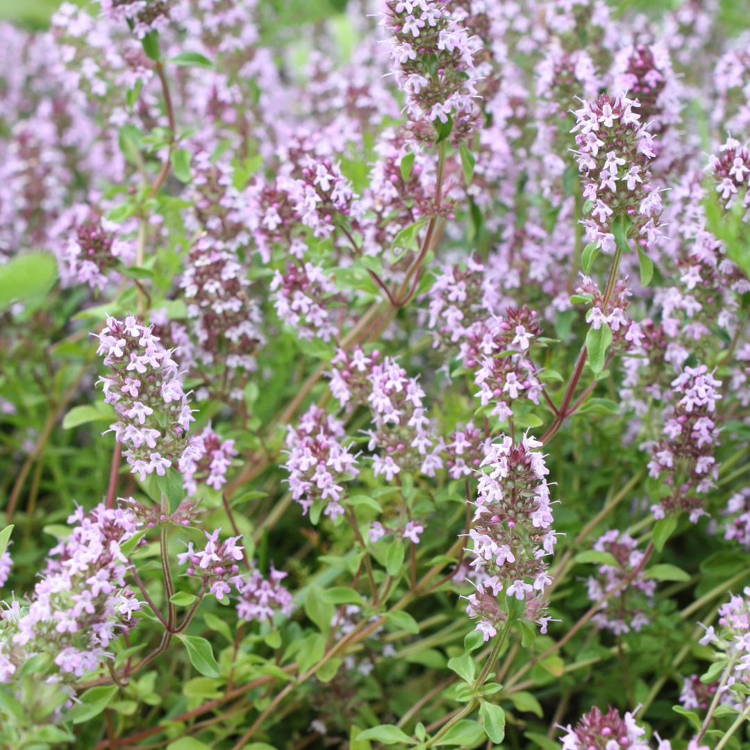 Echte tijm (Thymus vulgaris) - set van 6 – voor tuin & terras