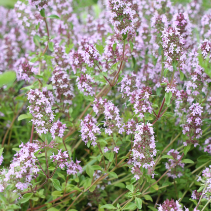 Echte tijm (Thymus vulgaris) - set van 6 – voor tuin & terras