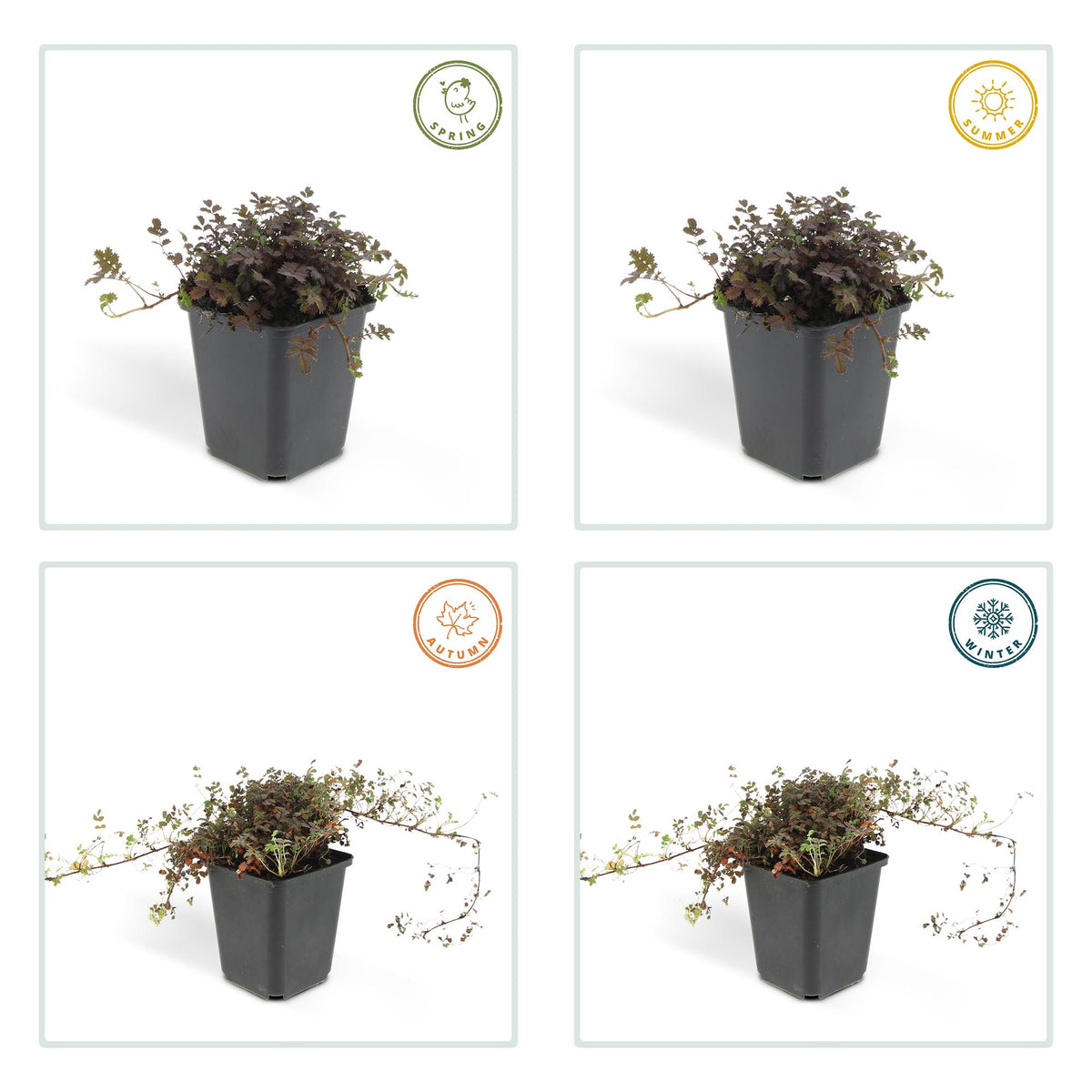 Stekelnootje 'Kupferteppich' - set van 6 – voor tuin & terras
