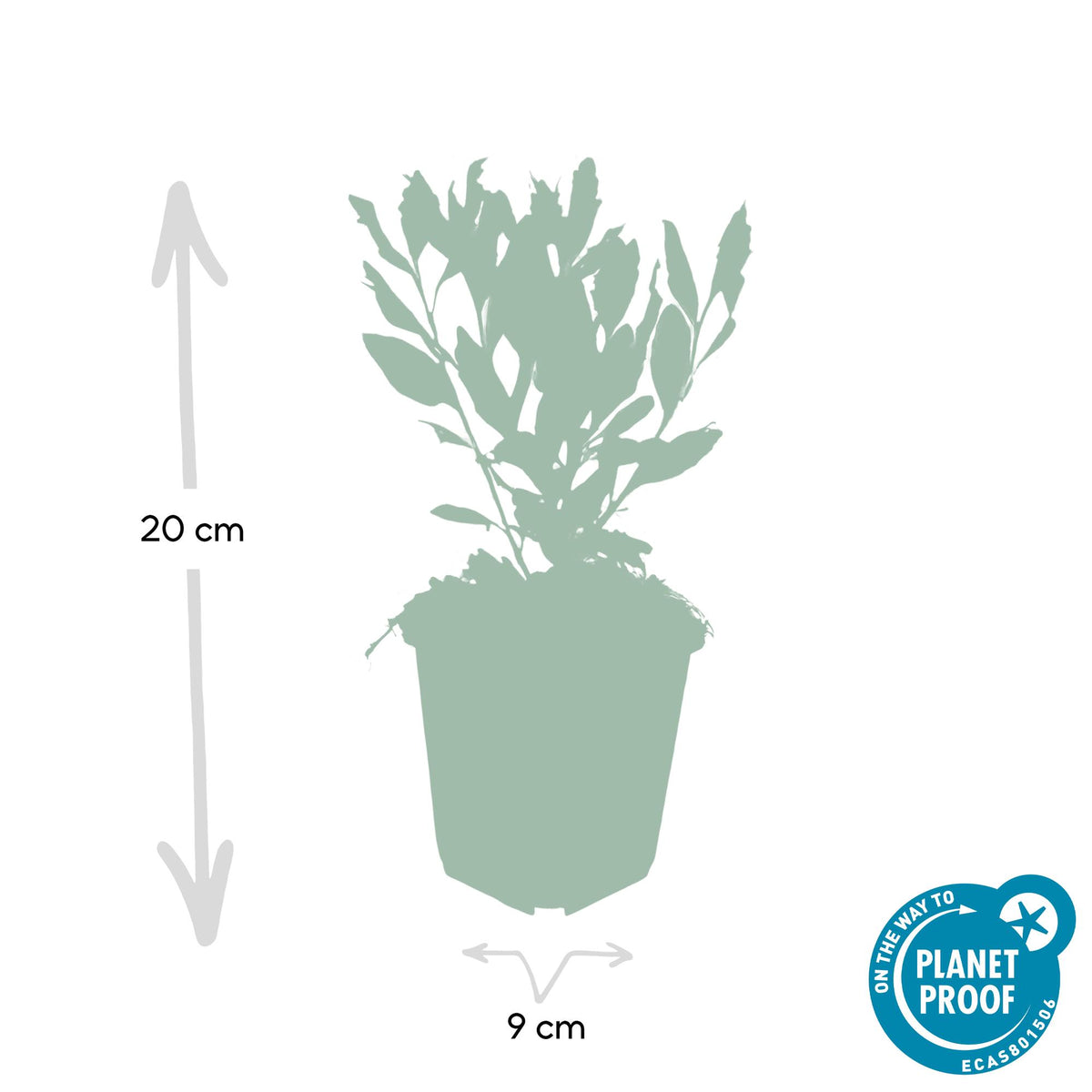 Herfstaster 'Ashvi' - set van 6 – voor tuin & terras
