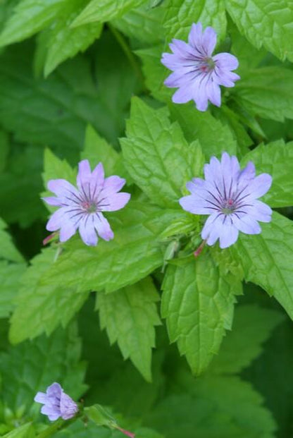 Ooievaarsbek (Geranium nodosum) - set van 6 – voor tuin & terras