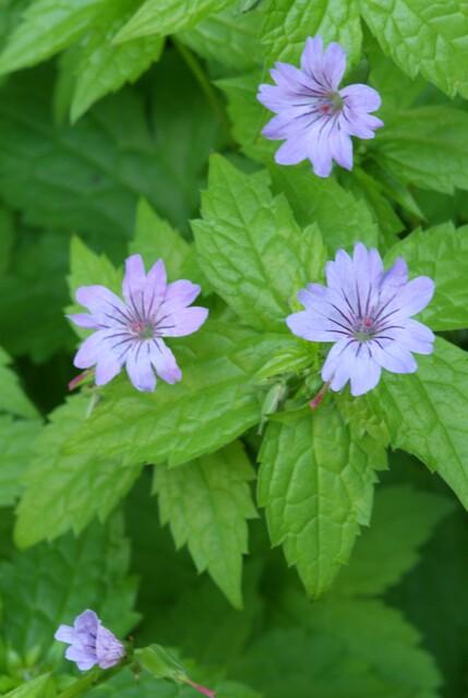 Ooievaarsbek (Geranium nodosum) - set van 6 – voor tuin & terras
