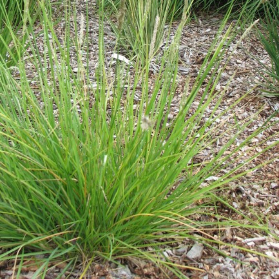 Herfst-blauwgras (Sesleria autumnalis)