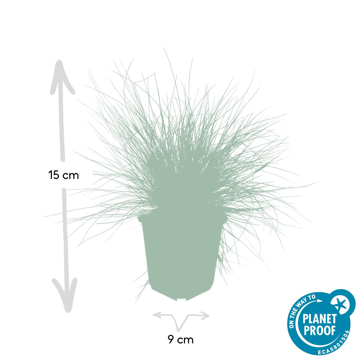 Blauw schapengras 'Elijah Blue' - set van 12 – voor tuin & terras