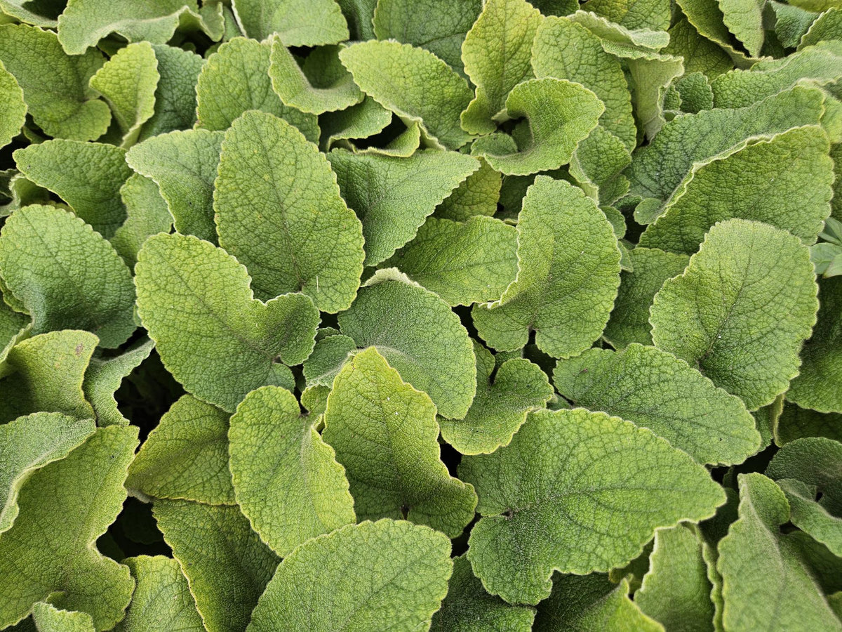 Brandkruid (Phlomis russeliana) - set van 6 – voor tuin & terras