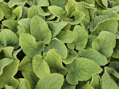Brandkruid (Phlomis russeliana) - set van 6 – voor tuin & terras