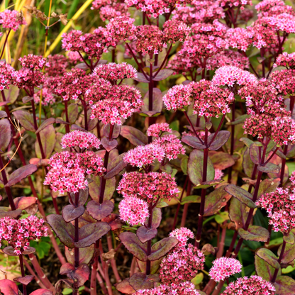 Hemelsleutel 'Matrona' - set van 6 – voor tuin & terras