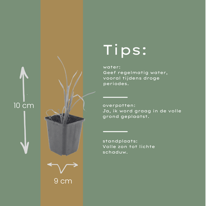 Daglelie 'Stella de Oro' - set van 6 – voor tuin & terras