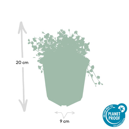 Blauw sterretje (Isotoma fluviatilis) - set van 6 – voor tuin & terras