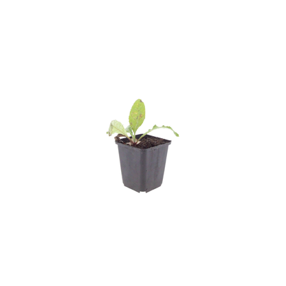 Kogeldistel - set van 6 – voor tuin & terras