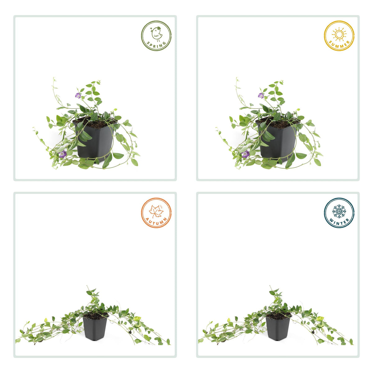 Kleine maagdenpalm 'Atropurpurea' - set van 6 – voor tuin & terras