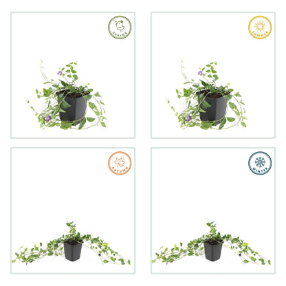 Kleine maagdenpalm 'Atropurpurea' - set van 6 – voor tuin & terras
